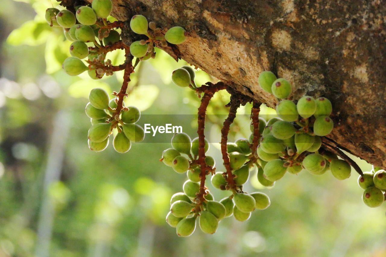 CLOSE-UP OF BERRIES ON BRANCH