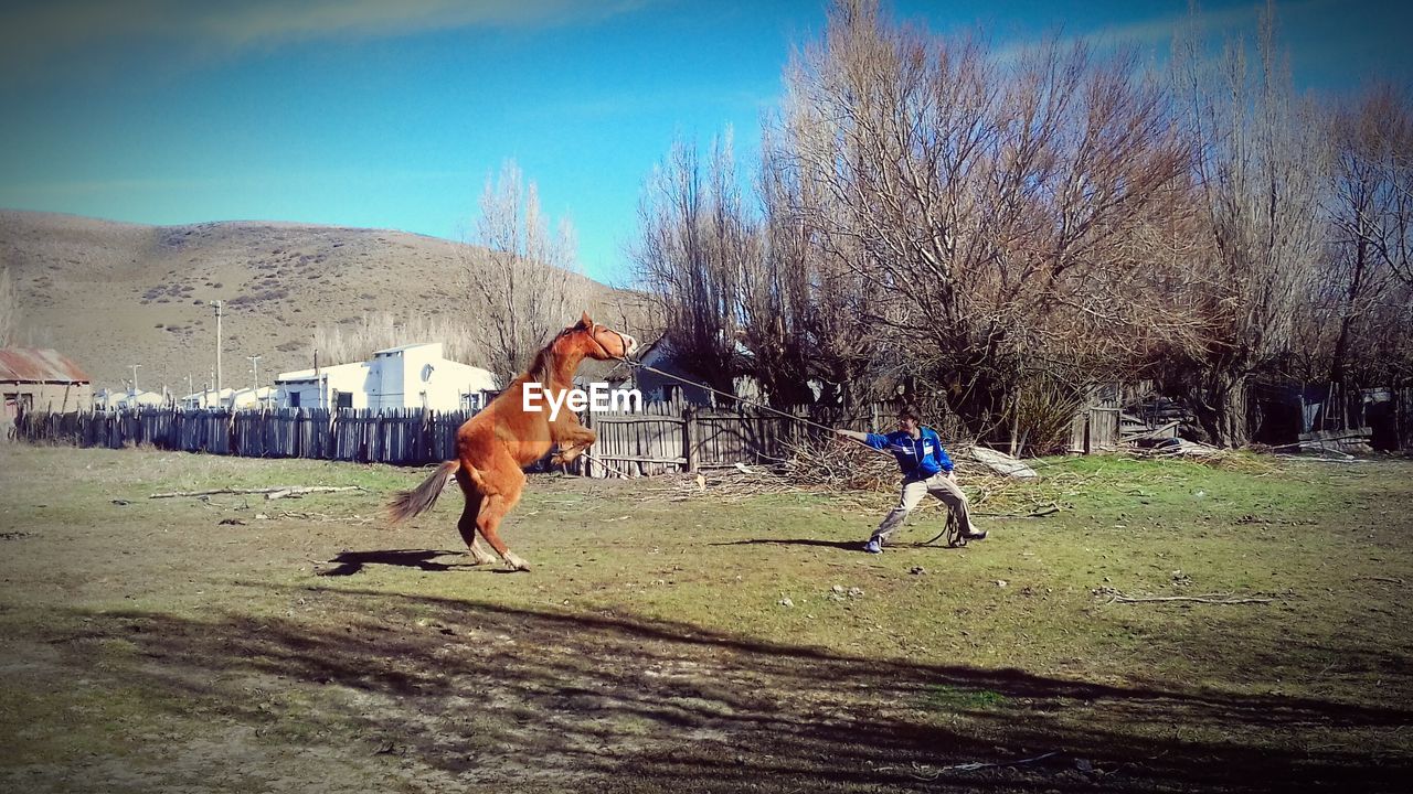 HORSES PLAYING ON FIELD