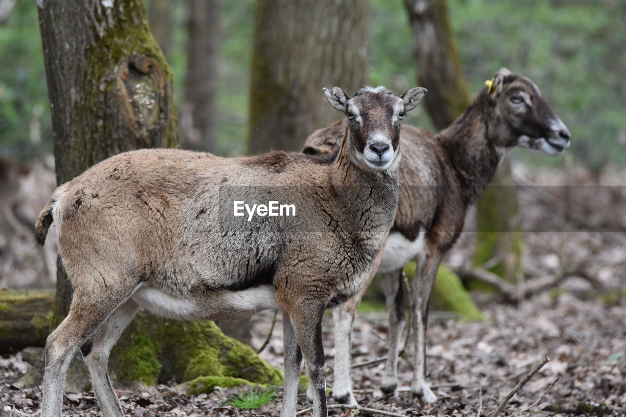 DEER STANDING ON A FIELD