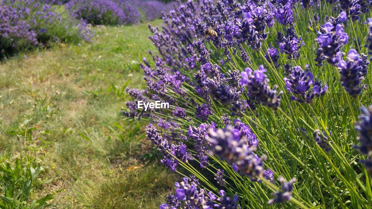 Close-up of purple flowers