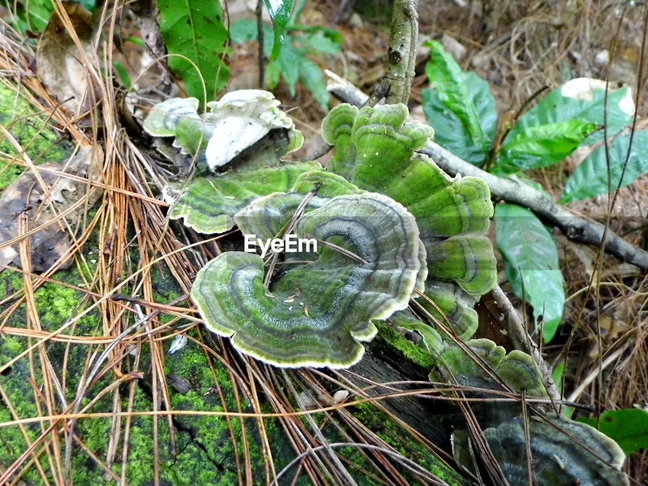 CLOSE-UP OF PLANTS