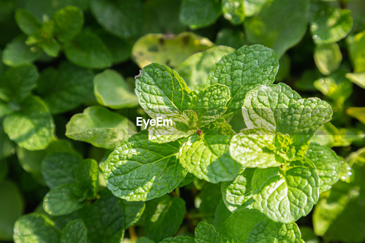 CLOSE-UP OF GREEN LEAVES