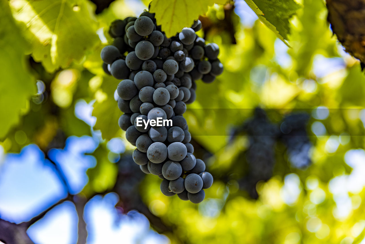 Close-up of grapes growing in vineyard