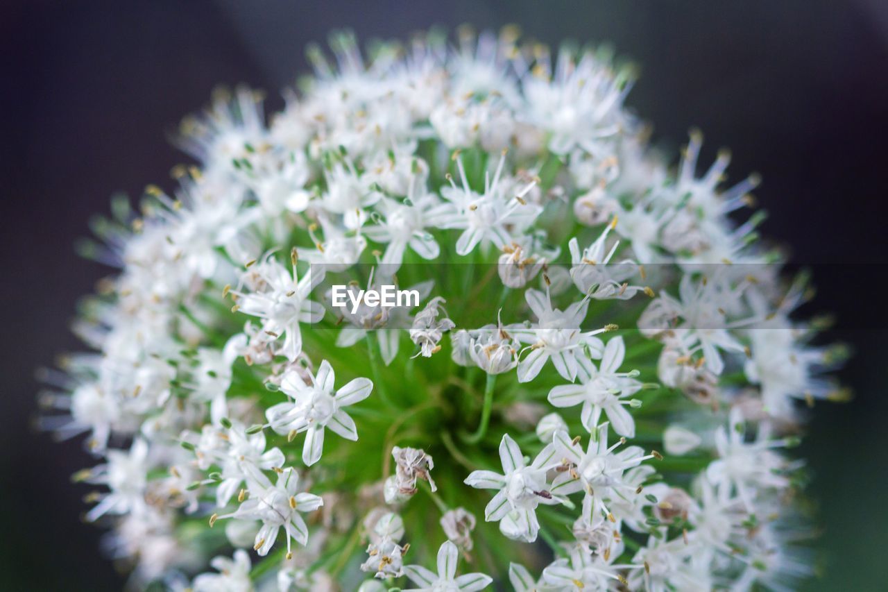 HIGH ANGLE VIEW OF WHITE FLOWERING PLANT