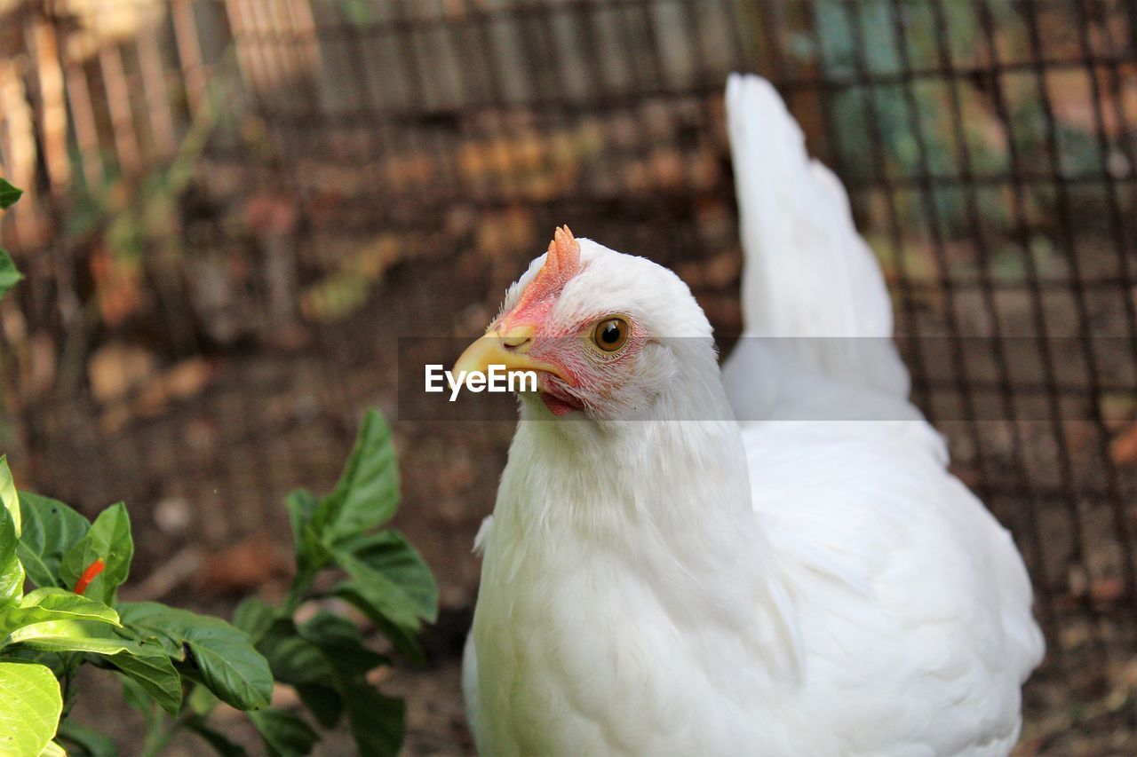 Close-up of a bird