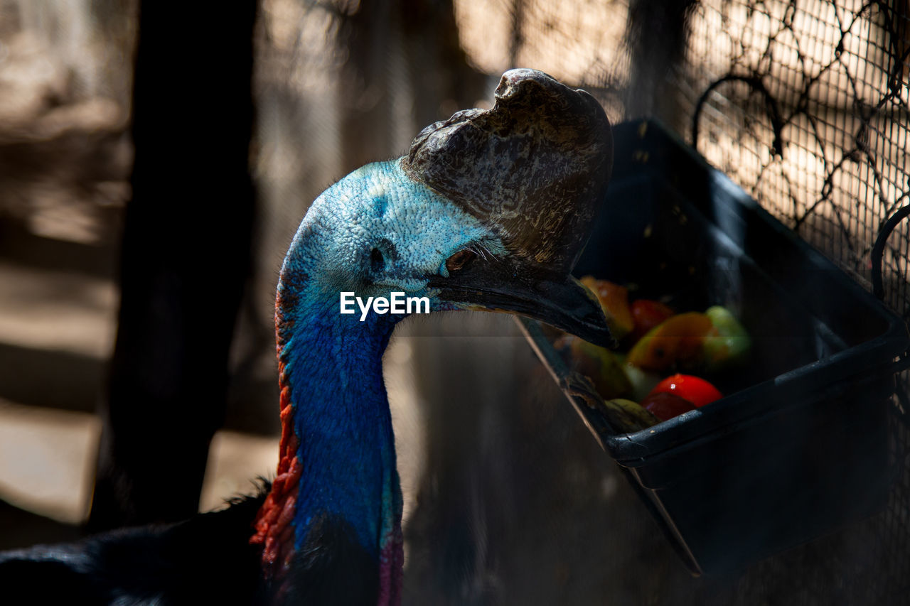 Close-up of cassowary 