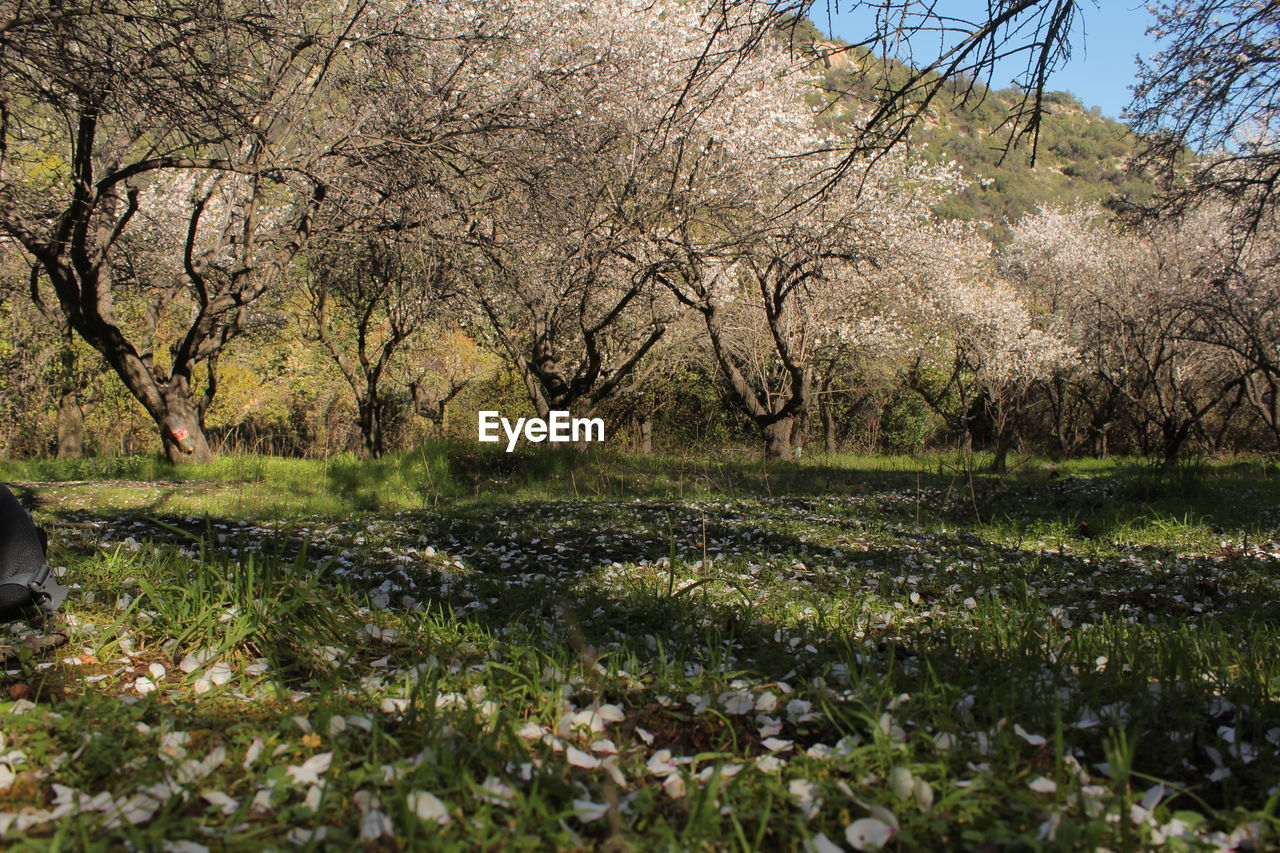 VIEW OF TREES ON GRASS