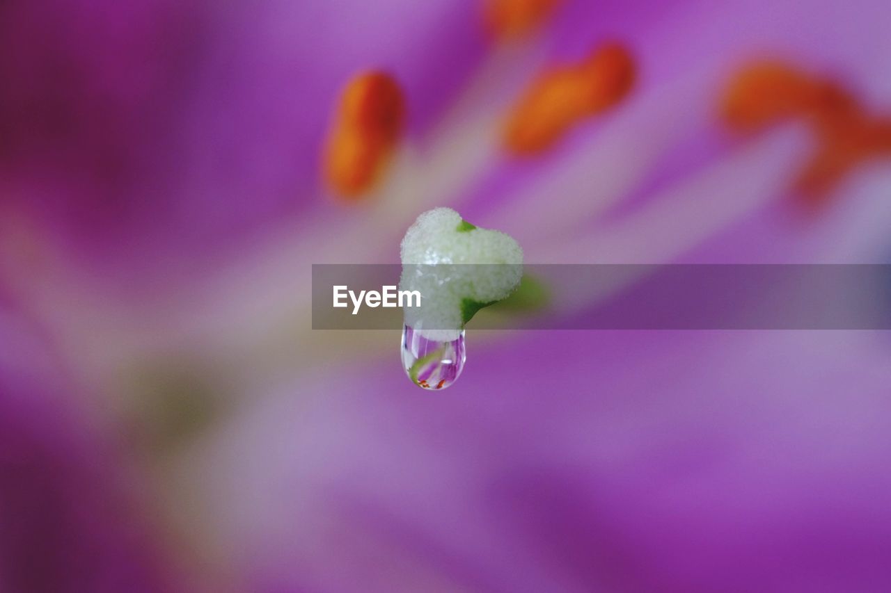 Close-up of wet purple flower