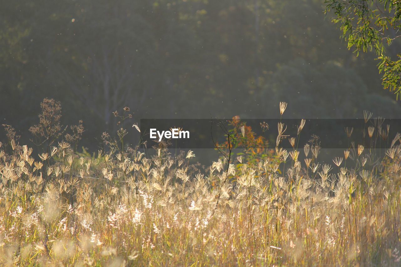 Close-up of flowering plants on field during sunny day