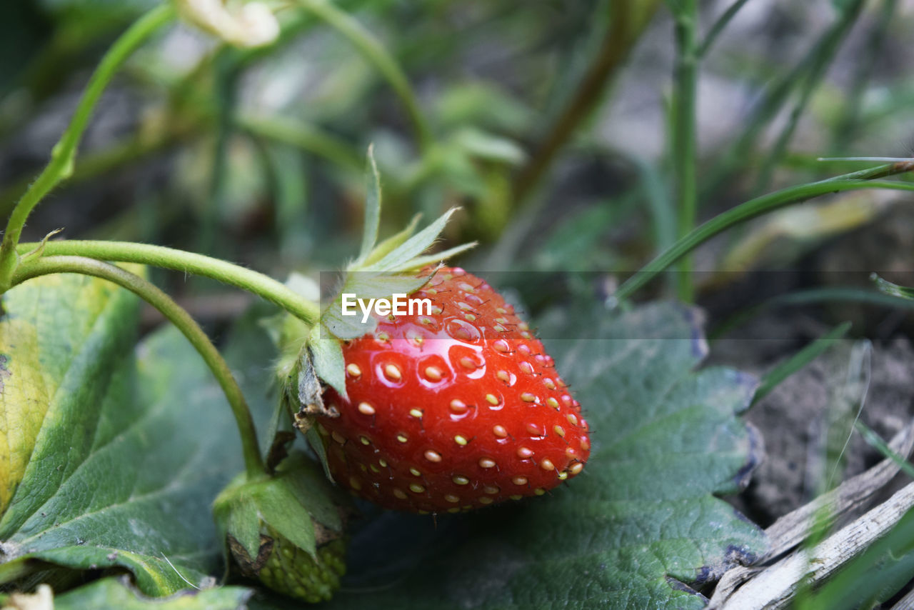 Close-up of strawberries growing outdoors