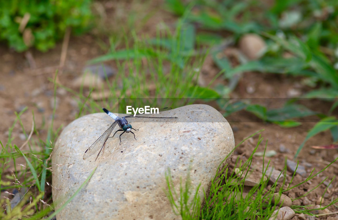 High angle of dragonfly on stone