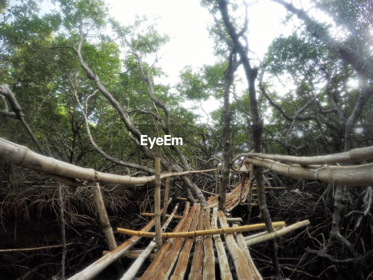 LOW ANGLE VIEW OF TREES ON FOREST