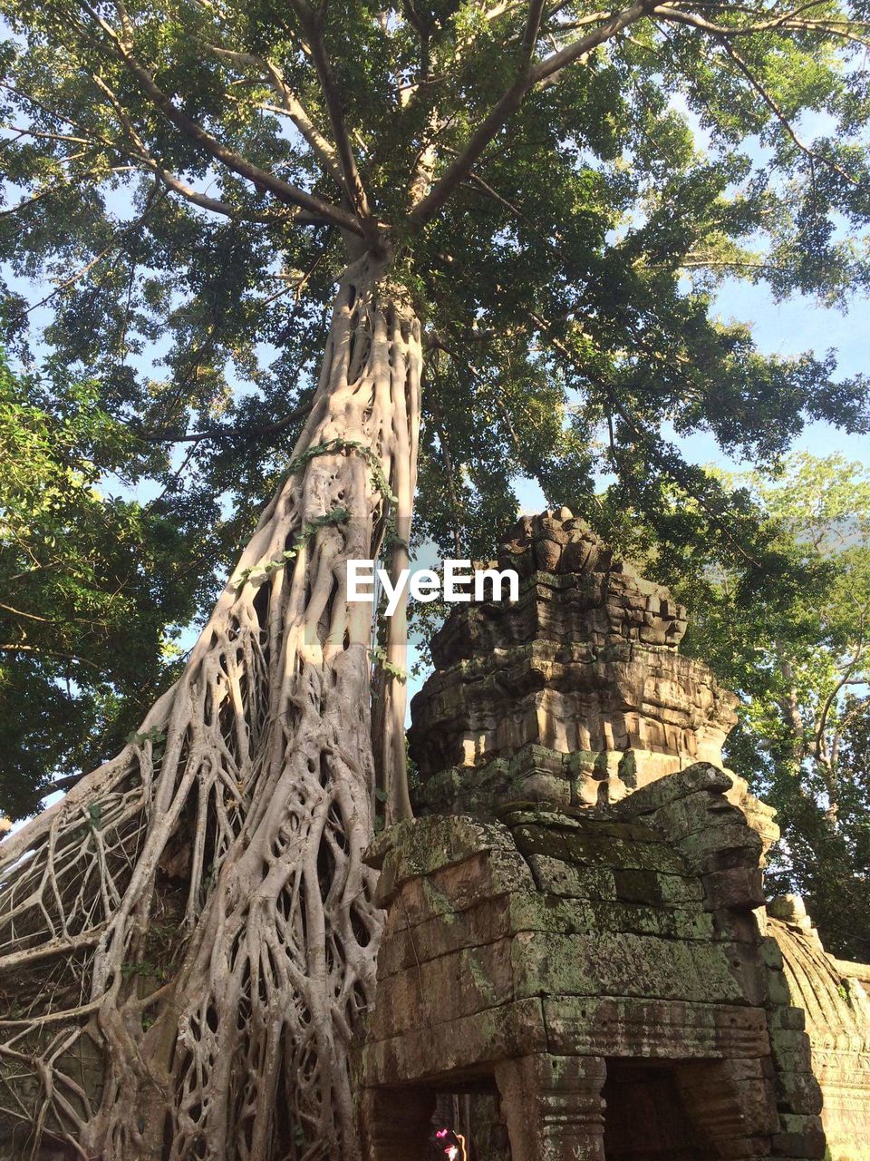 LOW ANGLE VIEW OF OLD RUIN TREE AGAINST SKY