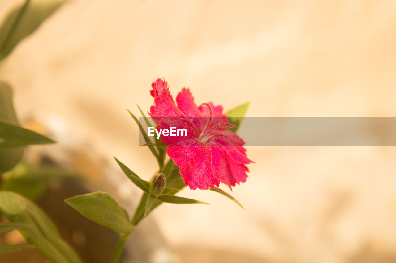 CLOSE-UP OF PINK FLOWER