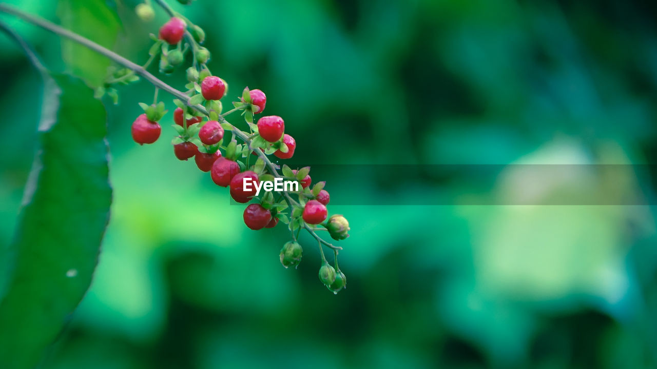 CLOSE-UP OF RED BERRIES ON PLANT