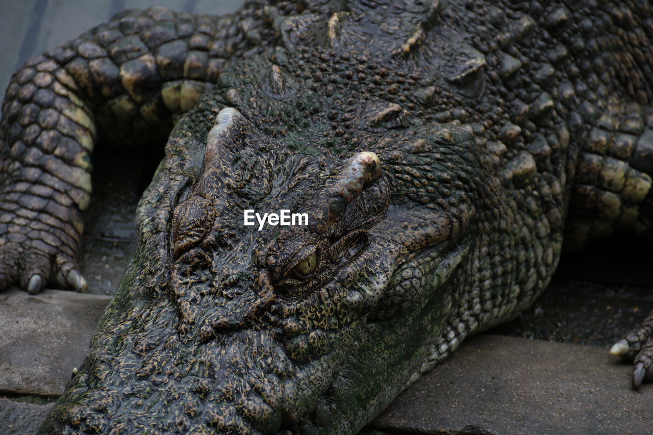 CLOSE-UP OF A REPTILE