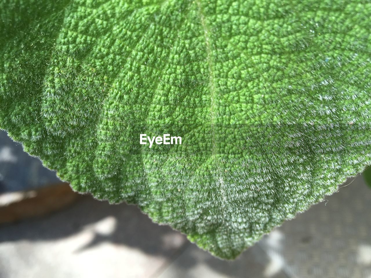 Close-up of green leaf