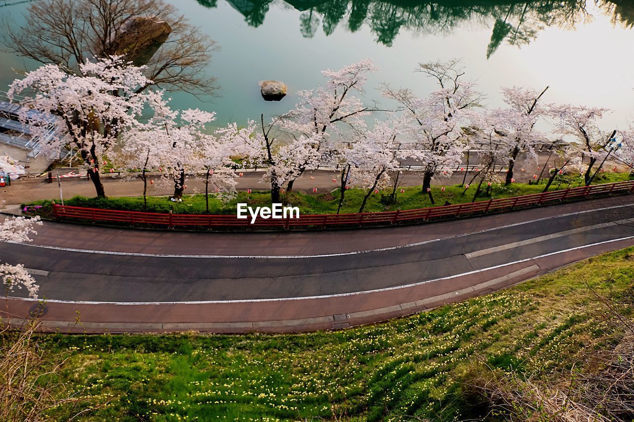 High angle view of cherry blossoms on tree by empty road