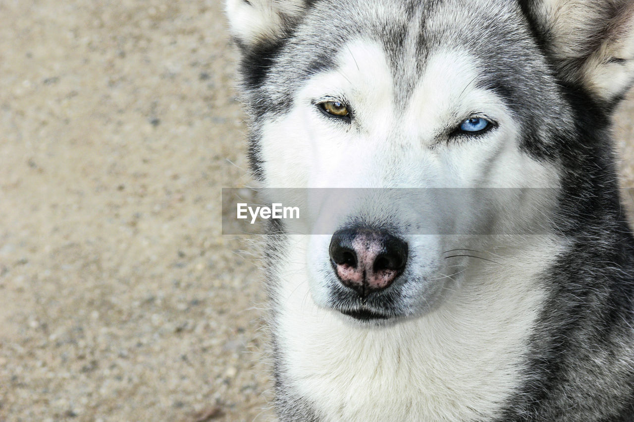 Close-up portrait of huskydog 