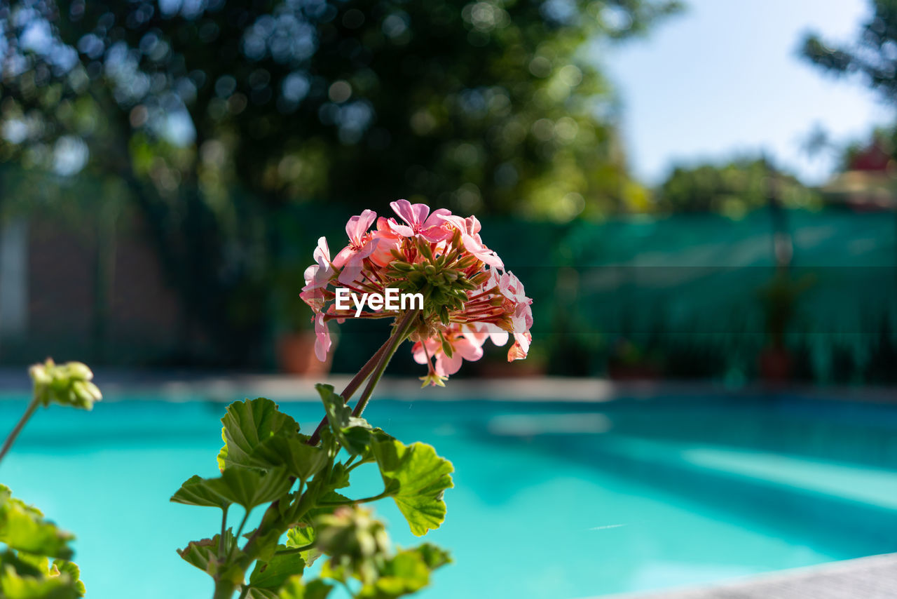 plant, flowering plant, flower, green, nature, beauty in nature, freshness, water, focus on foreground, swimming pool, summer, sunlight, close-up, outdoors, flower head, fragility, day, no people, tree, blossom, plant part, leaf, tranquility, growth, travel destinations, inflorescence, sky, blue, petal