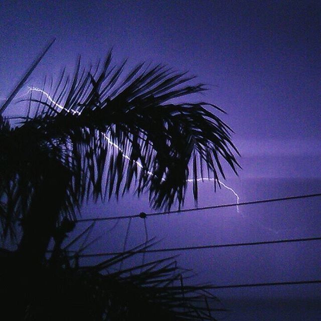 LOW ANGLE VIEW OF PALM TREES AGAINST SKY