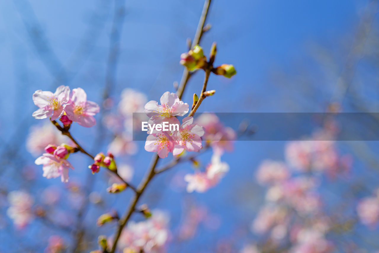 CLOSE-UP OF PINK FLOWERS ON BRANCH