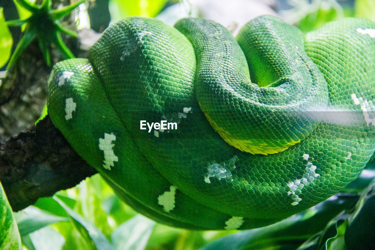 CLOSE-UP OF GREEN LIZARD