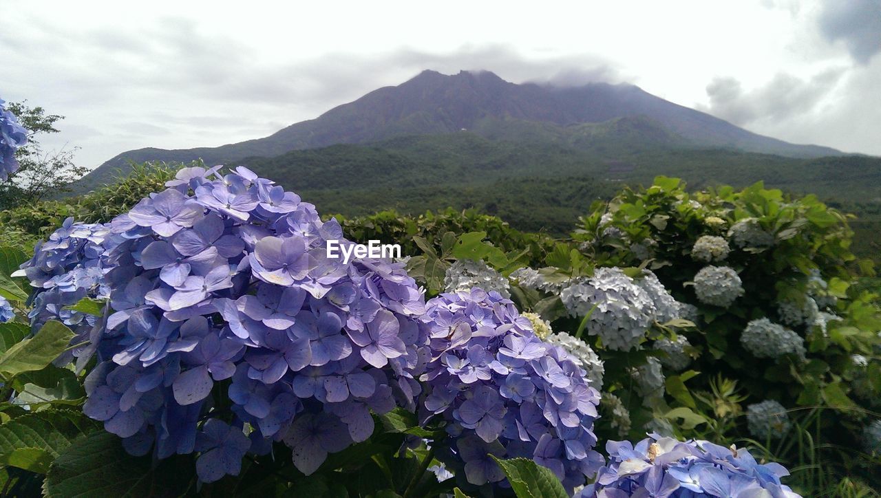 Purple flowers growing on mountain