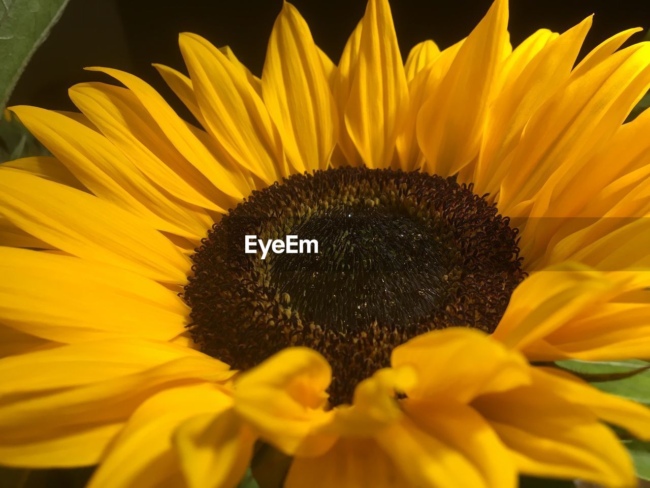 CLOSE-UP OF SUNFLOWERS ON YELLOW FLOWER