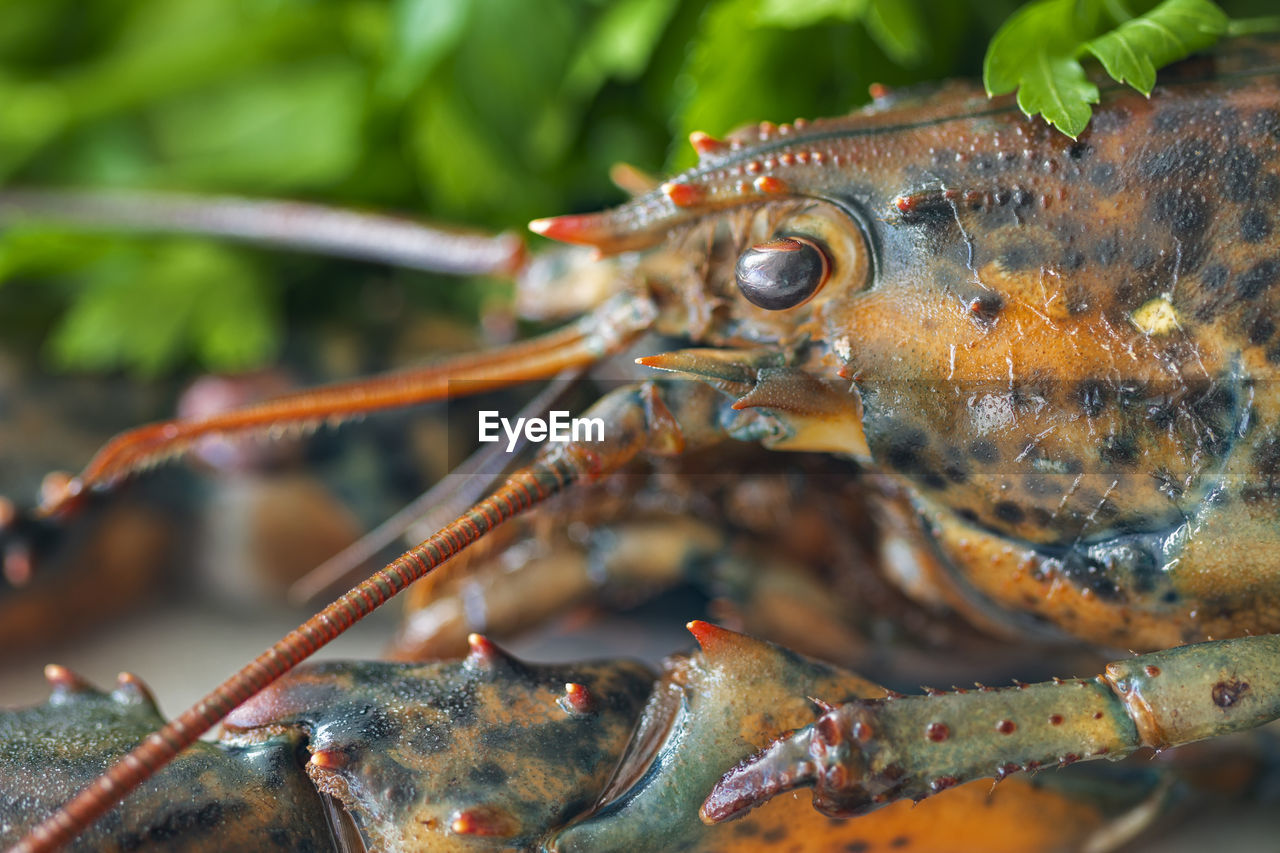 Close up of lobster head.