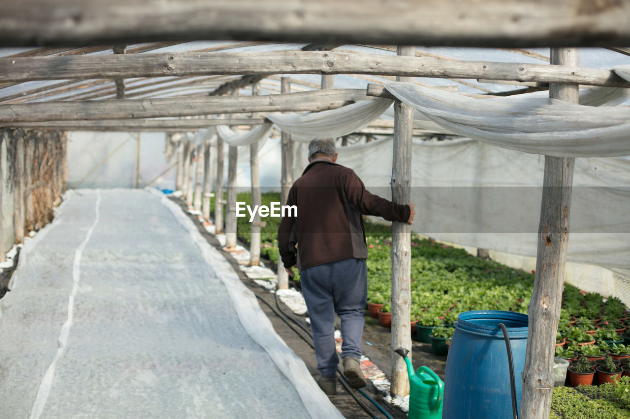 Rear view of man walking in greenhouse