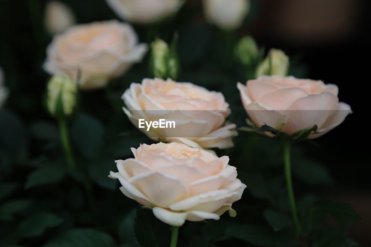 CLOSE-UP OF ROSE WITH WHITE ROSES