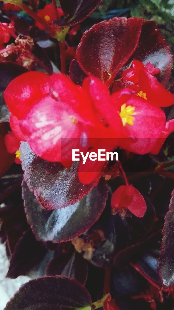 CLOSE-UP OF RED FLOWER WITH WATER