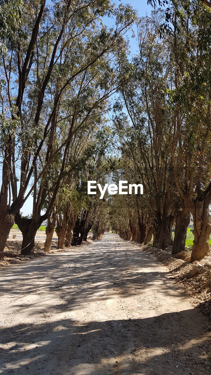 ROAD ALONG TREES