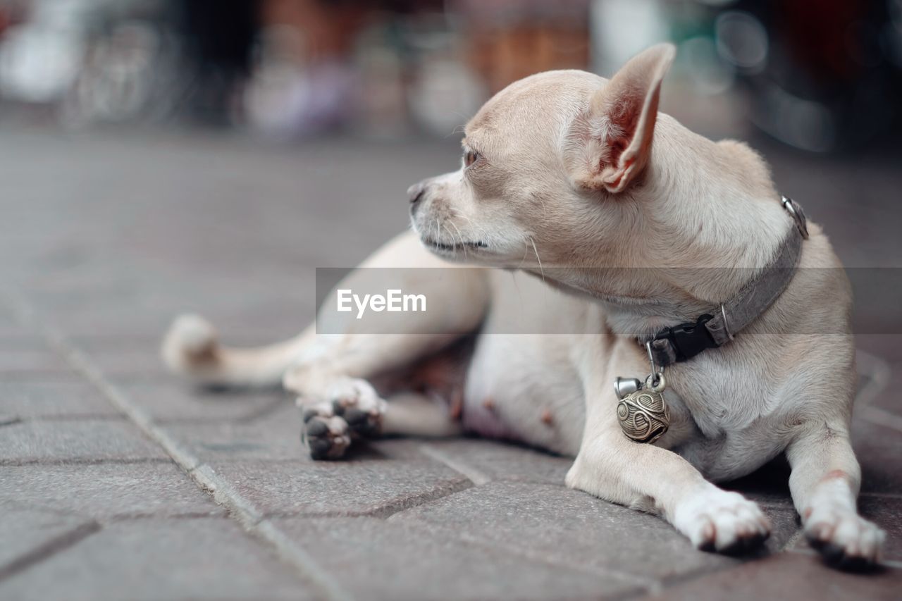 Dog on street