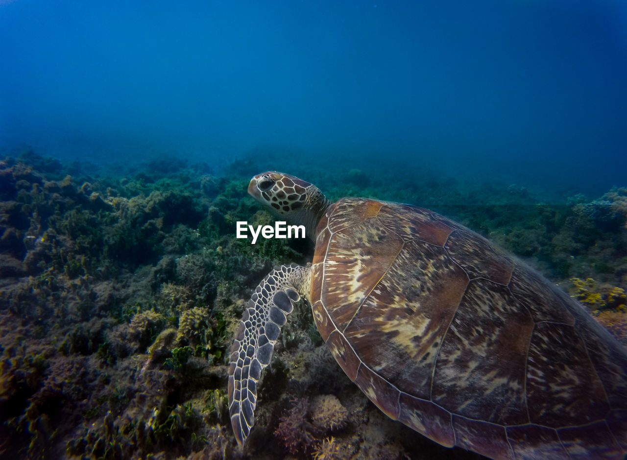 VIEW OF TURTLE SWIMMING