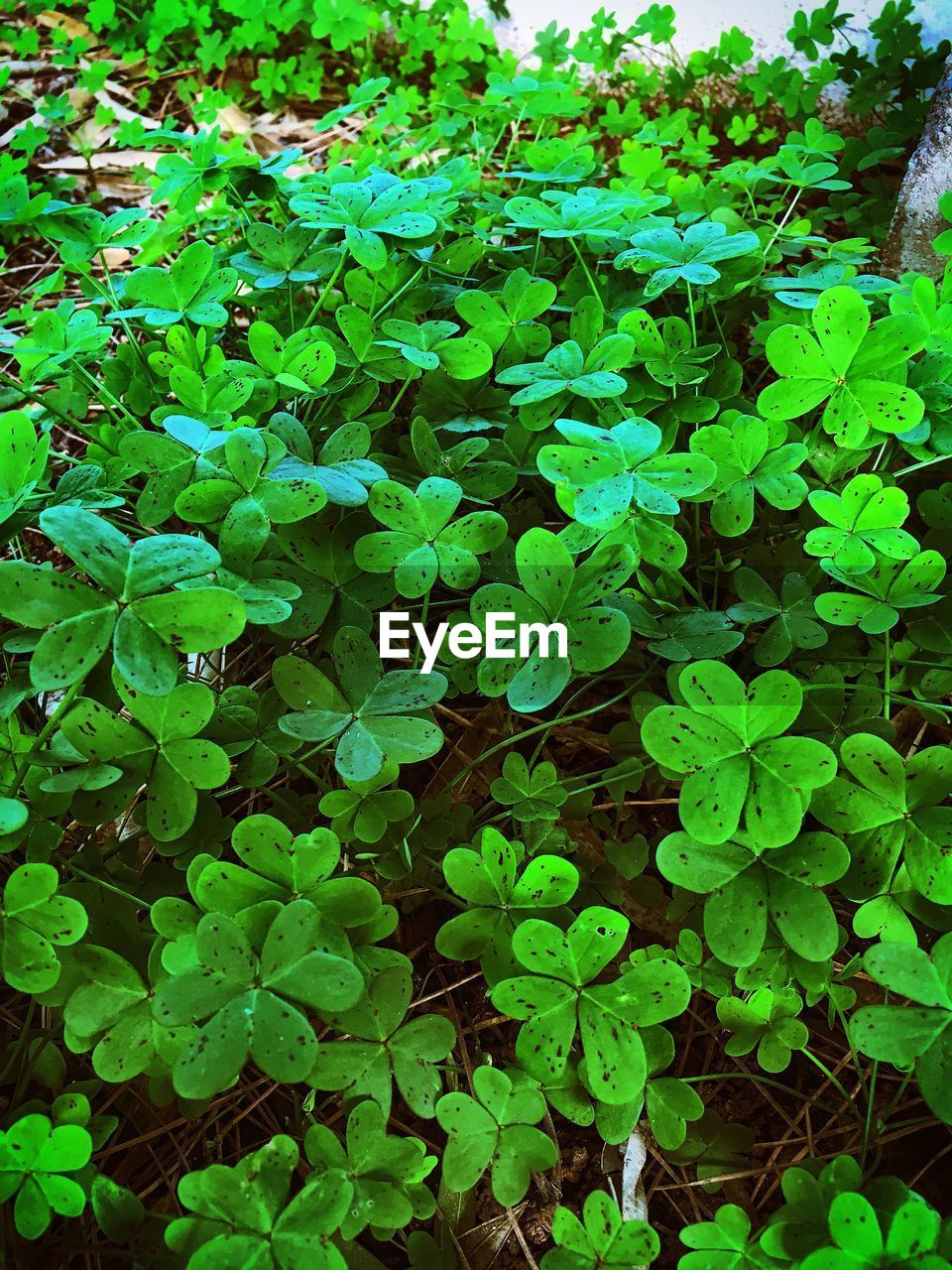 FULL FRAME SHOT OF PLANT