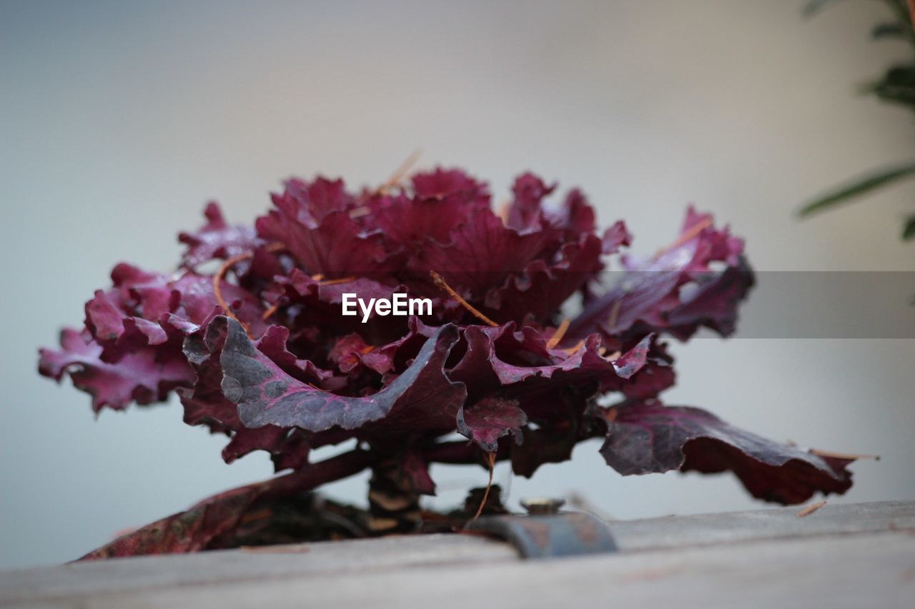 CLOSE-UP OF WILTED PLANT WITH PINK ROSE