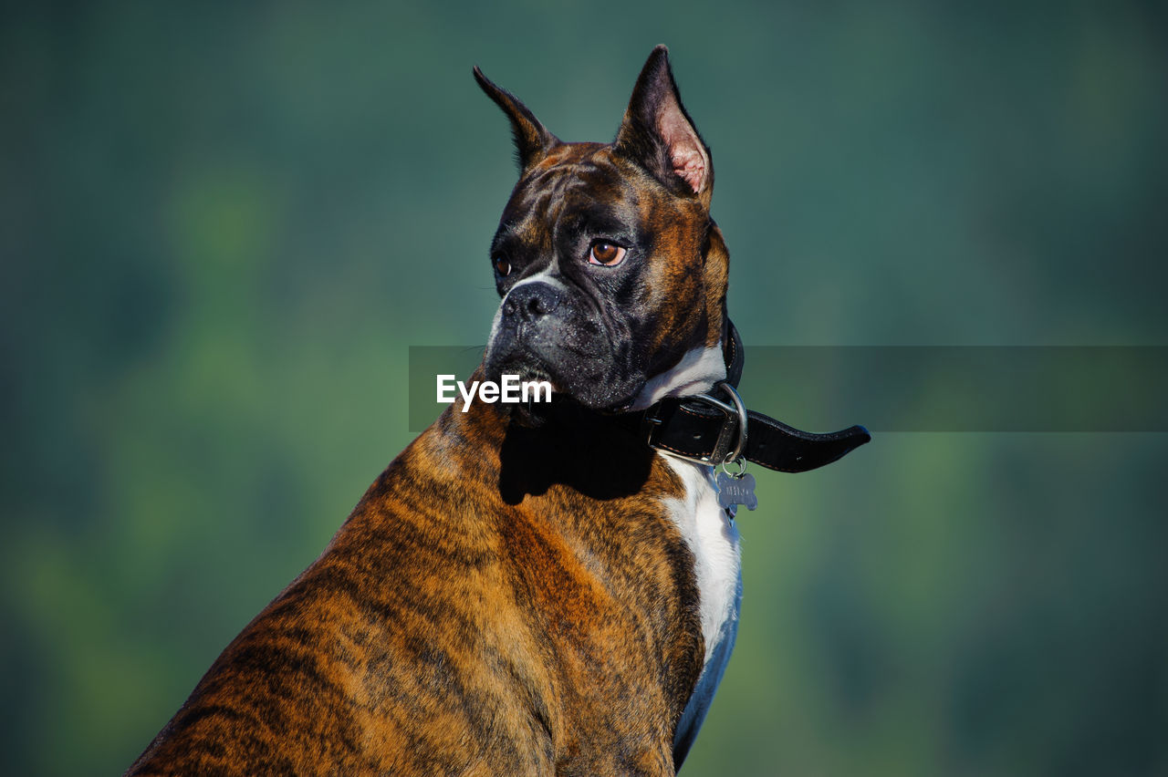 Close-up of dog looking away outdoors