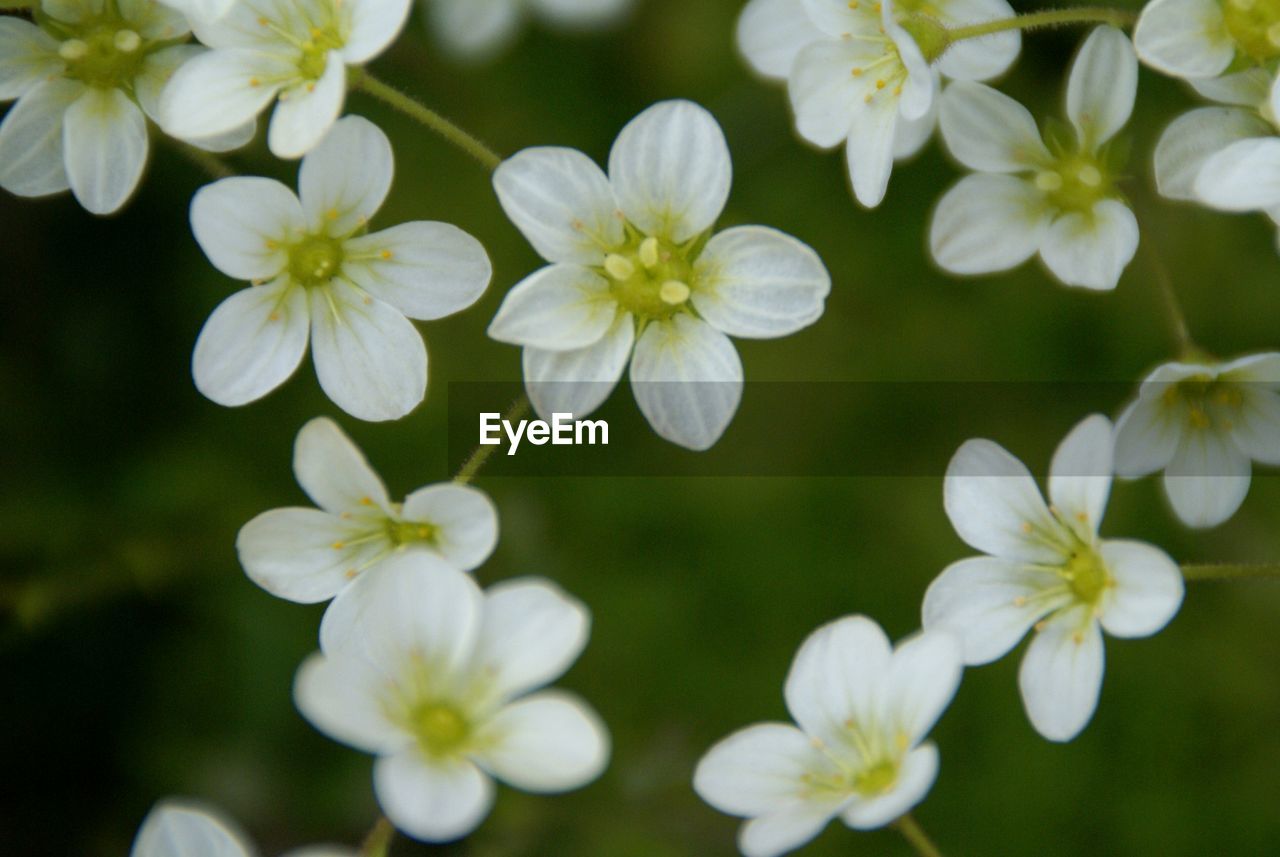 CLOSE-UP OF WHITE FLOWERS