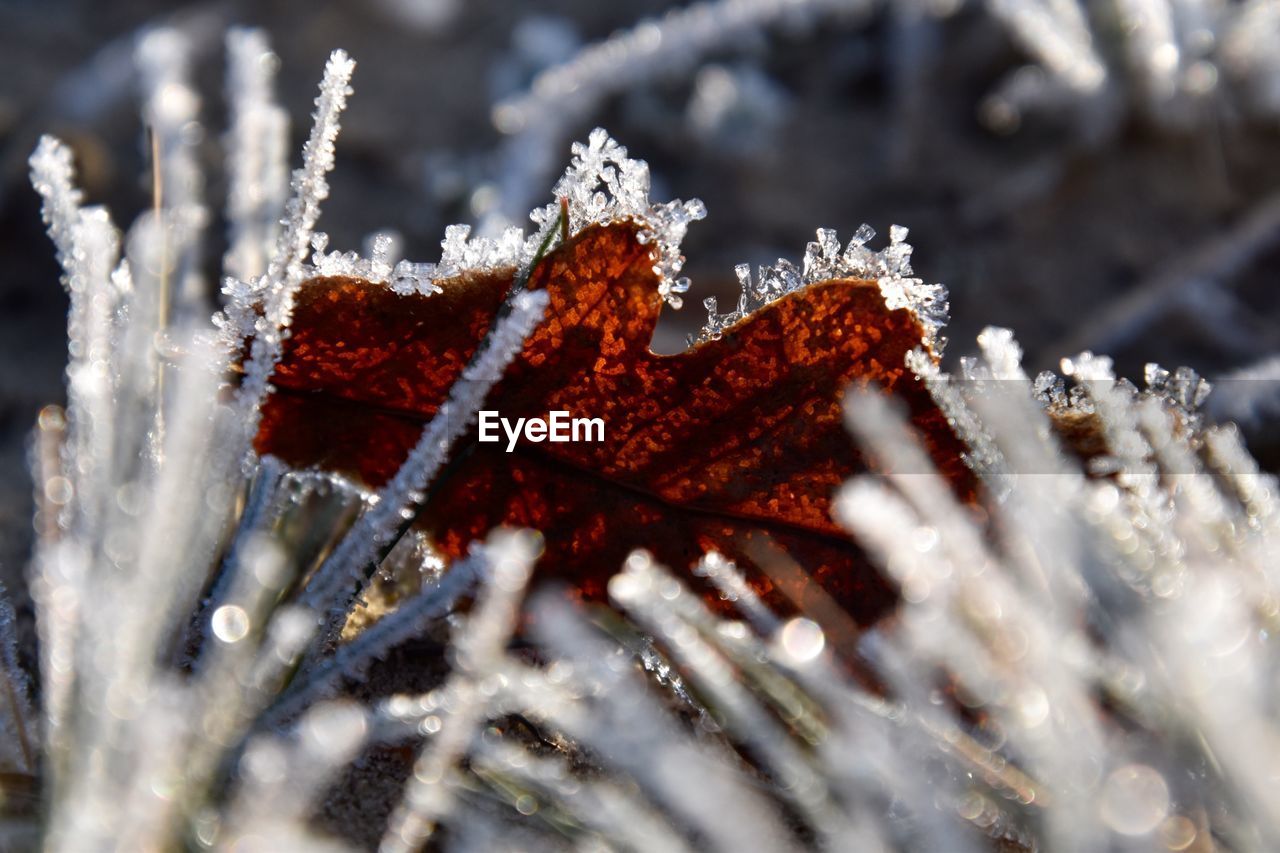 Close-up of frozen plant during winter