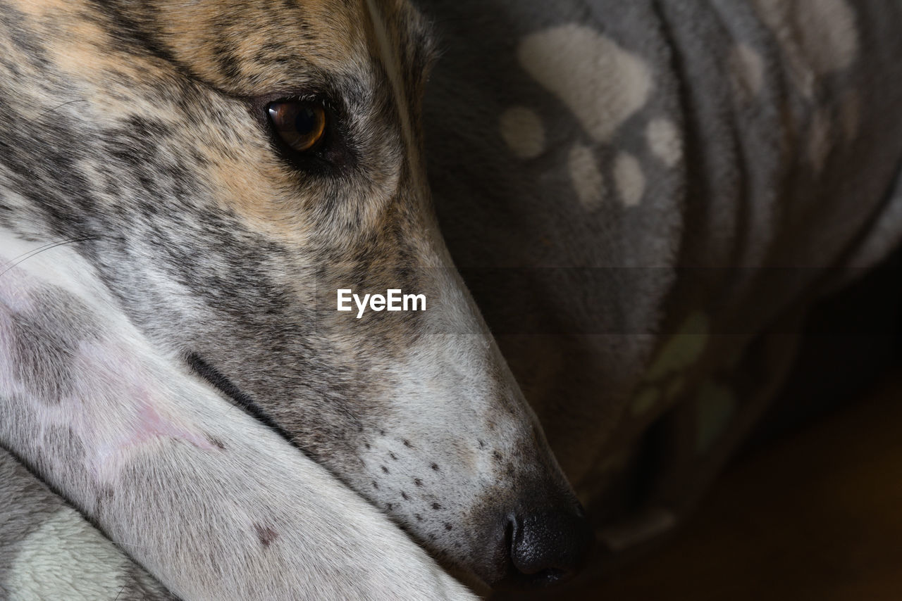 pet, animal, animal themes, one animal, dog, mammal, close-up, domestic animals, animal body part, canine, greyhound, animal head, snout, hound, no people, whippet, animal sports, looking, sighthound, sports, indoors, looking away, relaxation