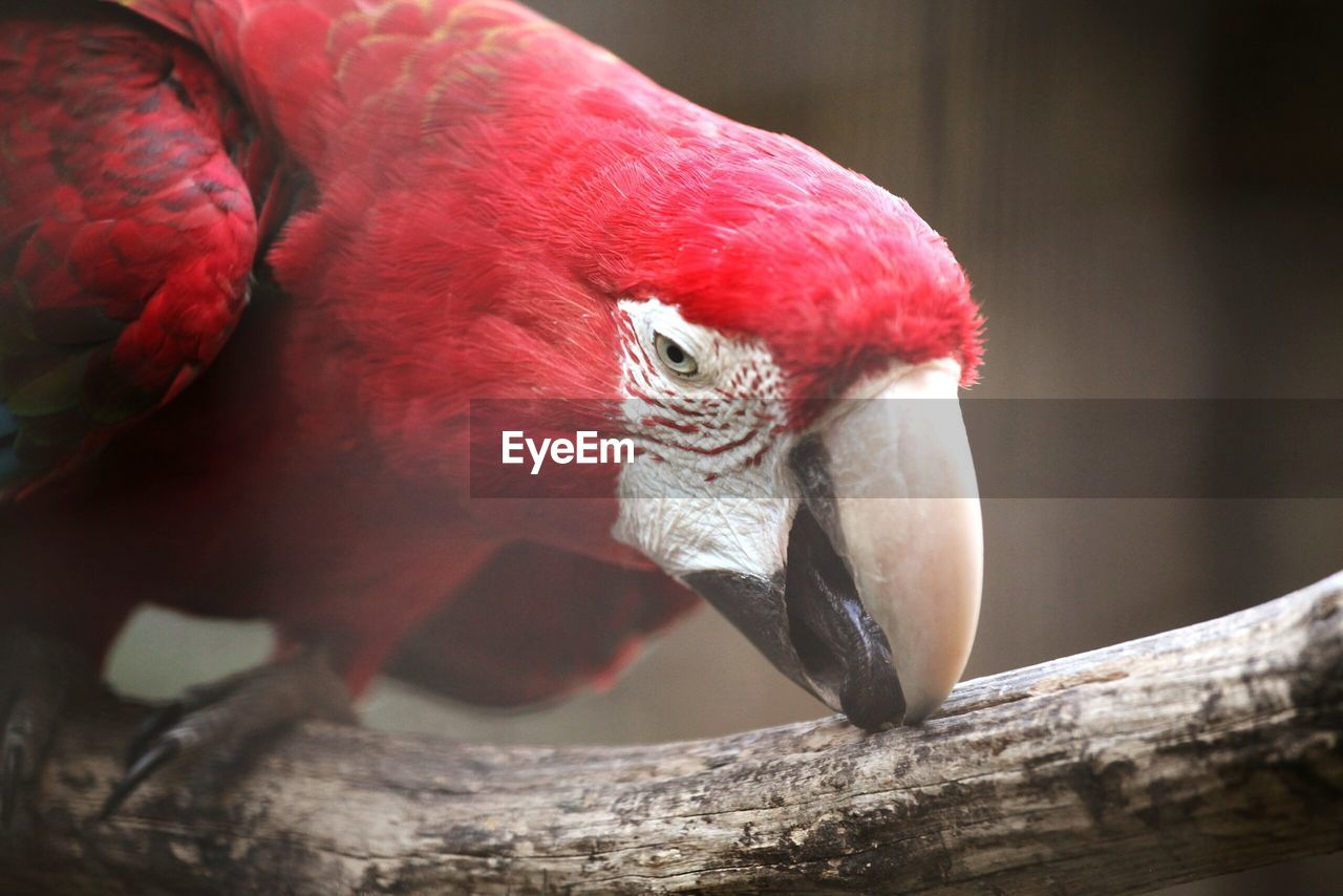 Close-up of red parrot on branch