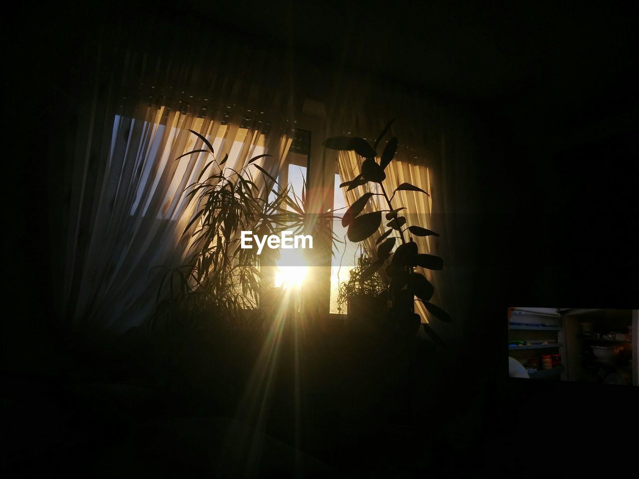 Sunlight emitting from window by potted plants in house