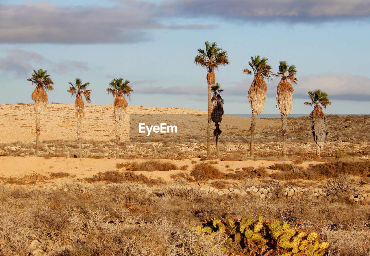 Palm trees on desert against sky