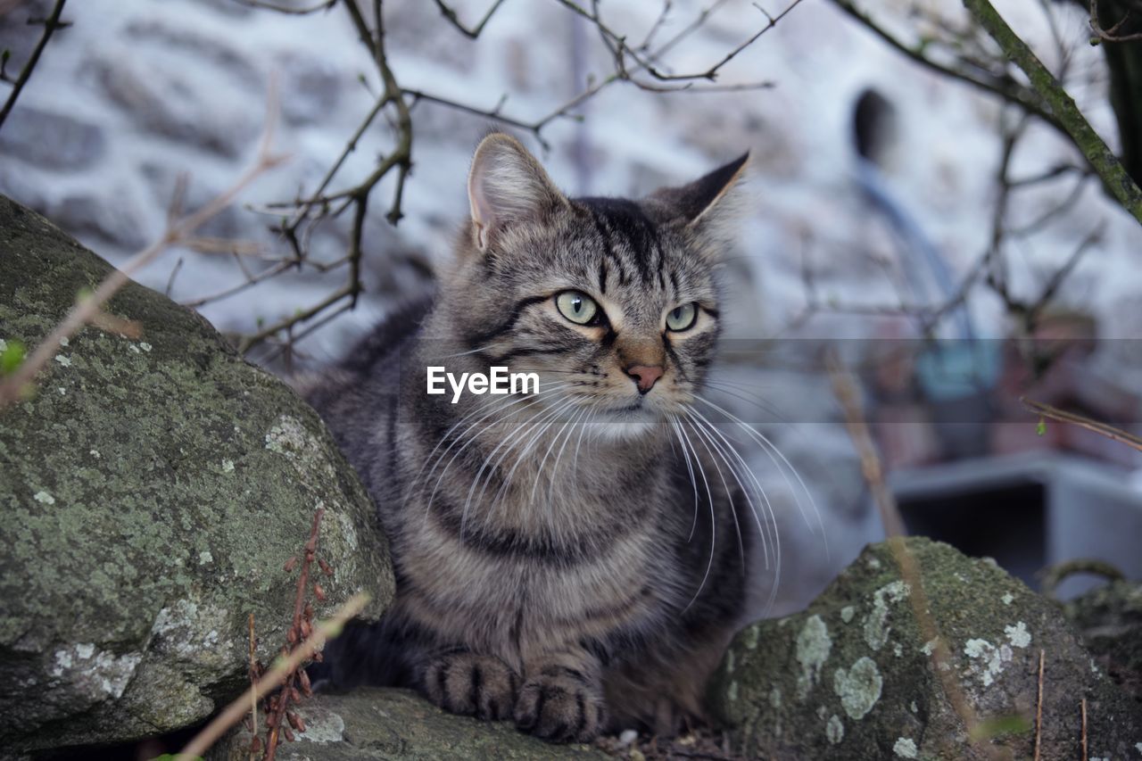 animal, animal themes, pet, mammal, domestic cat, cat, feline, domestic animals, one animal, wild cat, whiskers, portrait, felidae, looking at camera, small to medium-sized cats, sitting, no people, tabby cat, carnivore, animal hair, looking, wildlife, relaxation