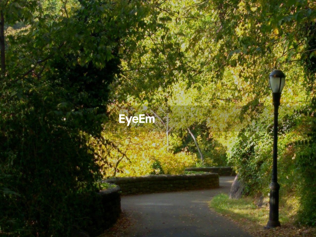 PLANTS AND TREES IN SUNLIGHT