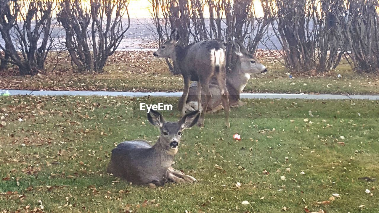 DEER ON FIELD AGAINST TREES