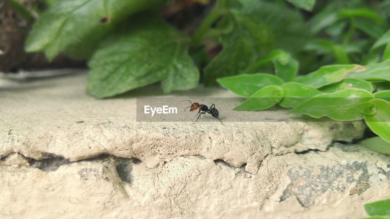 Close-up of ant on rock