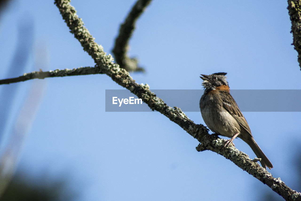 LOW ANGLE VIEW OF BIRD PERCHING ON TREE
